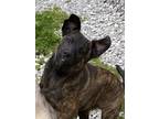Adopt River a Brindle Labrador Retriever / Plott Hound / Mixed dog in Hartford