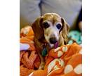 Adopt Oscar16 (Bonded with Duchess3) a Red/Golden/Orange/Chestnut Dachshund /