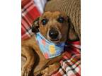 Adopt Duchess3 (Bonded with Oscar16) a Red/Golden/Orange/Chestnut Dachshund /