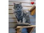 Adopt Lelie a Domestic Mediumhair / Mixed (short coat) cat in Sidney