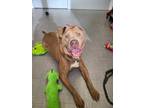 Adopt Goliath Yrly 50 a American Pit Bull Terrier / Mixed dog in Sidney
