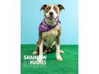 Adopt Queen a American Staffordshire Terrier / Mixed dog in Macon, GA (40114304)