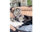 Adopt Azaria a Great Dane / Mixed dog in Reno, NV (41152751)