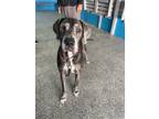 Adopt Allie a Great Dane / Mixed dog in Reno, NV (41152750)