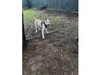 Adopt Benny (Lucy's Litter) a White Labrador Retriever / Belgian Malinois dog in