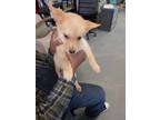 Adopt Cypress/Copper a Labrador Retriever / Husky / Mixed dog in PAHRUMP