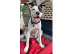 Adopt Jorie a Terrier (Unknown Type, Small) / Mixed Breed (Medium) / Mixed dog