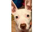 Adopt Striker a Tricolor (Tan/Brown & Black & White) Pit Bull Terrier dog in