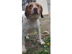 Adopt Johnny a White - with Brown or Chocolate Beagle / Mixed dog in Orange