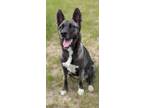 Adopt Banshee (aka Sunshine) a Dutch Shepherd / Siberian Husky / Mixed dog in