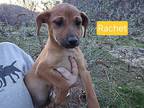 Adopt Rachet a Tan/Yellow/Fawn - with White Australian Cattle Dog / Retriever