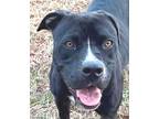 Adopt Quintessa a Black - with White Boxer / Mixed dog in Carrollton