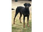 Adopt Rex a Black - with Brown, Red, Golden, Orange or Chestnut Doberman