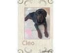 Adopt cleo a Brown/Chocolate - with Black Rottweiler / Mixed dog in tustin