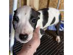 Adopt Breeze a White - with Black American Staffordshire Terrier / Mixed dog in