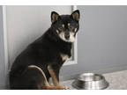 Adopt Sizzle a Brindle Shiba Inu / Mixed (short coat) dog in Colorado Springs