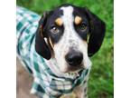 Adopt Bocephus a Tricolor (Tan/Brown & Black & White) Bluetick Coonhound / Black