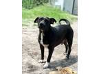 Adopt Maverick a Labrador Retriever / Mixed Breed (Medium) / Mixed dog in