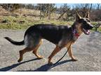 Adopt Bounty a Black - with Tan, Yellow or Fawn German Shepherd Dog / Mixed dog