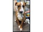 Adopt Faith a Brown/Chocolate Mixed Breed (Small) / Mixed Breed (Medium) / Mixed