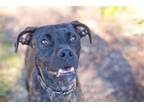 Adopt Dude a Brindle Weimaraner / Boxer / Mixed dog in Melrose, FL (40770337)