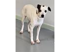 Adopt Nova a White - with Black Carolina Dog / Terrier (Unknown Type