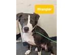 Adopt Wrangler a Gray/Silver/Salt & Pepper - with White Australian Shepherd /