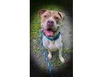 Adopt Draco a Terrier (Unknown Type, Small) / Mixed Breed (Medium) / Mixed dog