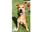 Adopt Jake a Carolina Dog / Mixed dog in Magnolia, TX (41171918)