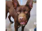 Adopt King Tut 58034 a Red/Golden/Orange/Chestnut - with White Australian Kelpie