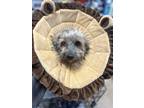 Adopt Simba a Tan/Yellow/Fawn Havanese / Dachshund / Mixed dog in Oak Ridge