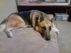 Adopt Sculley a German Shepherd Dog / Mixed dog in Cupertino, CA (40811659)