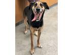 Adopt Nala a Black Treeing Walker Coonhound / Belgian Malinois / Mixed (short