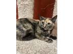 Adopt Lynx a All Black Domestic Shorthair / Mixed Breed (Medium) / Mixed (short