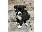 Adopt Bodhi a Black - with White Pit Bull Terrier / Mixed dog in Tampa