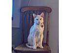 Adopt Ambrose- a Tan or Fawn Siamese (short coat) cat in Taylor Mill