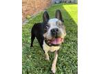 Adopt Cyrus a Black - with White Boston Terrier / Mixed dog in Plano