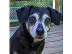Adopt Jetta a Black - with Brown, Red, Golden, Orange or Chestnut Dachshund /