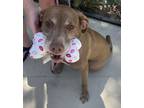 Adopt Happy, Happy Girl... a Red/Golden/Orange/Chestnut - with White Labrador
