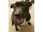 Adopt Blue a Black Labrador Retriever / Mixed Breed (Medium) / Mixed (short