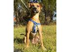 Adopt Jelly a Black Mouth Cur / Mixed dog in Walton County, GA (40094106)