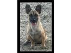 Adopt Romina a Tan/Yellow/Fawn - with Black Mixed Breed (Small) / Mixed dog in