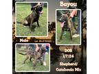 Adopt Bayou a Tan/Yellow/Fawn - with Black Catahoula Leopard Dog / German