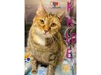 Adopt Khloe a Brown Tabby Domestic Shorthair / Mixed Breed (Medium) / Mixed