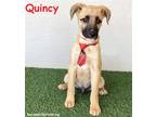Adopt Quincy a Tan/Yellow/Fawn - with Black Black Mouth Cur / Shepherd (Unknown