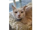 Adopt Walnut (Loving and Mellow) - $70 Each a Orange or Red Domestic Shorthair /
