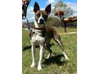 Adopt Maggie a Brindle Golden Retriever / Mixed Breed (Medium) / Mixed (short
