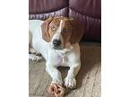 Adopt Odin a Tan/Yellow/Fawn - with White Basset Hound / Catahoula Leopard Dog /