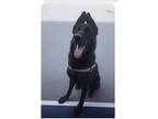 Adopt Duke a Black Belgian Tervuren / Shepherd (Unknown Type) / Mixed dog in
