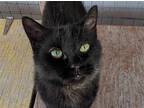Adopt Letty a All Black Domestic Shorthair / Mixed (short coat) cat in Anniston